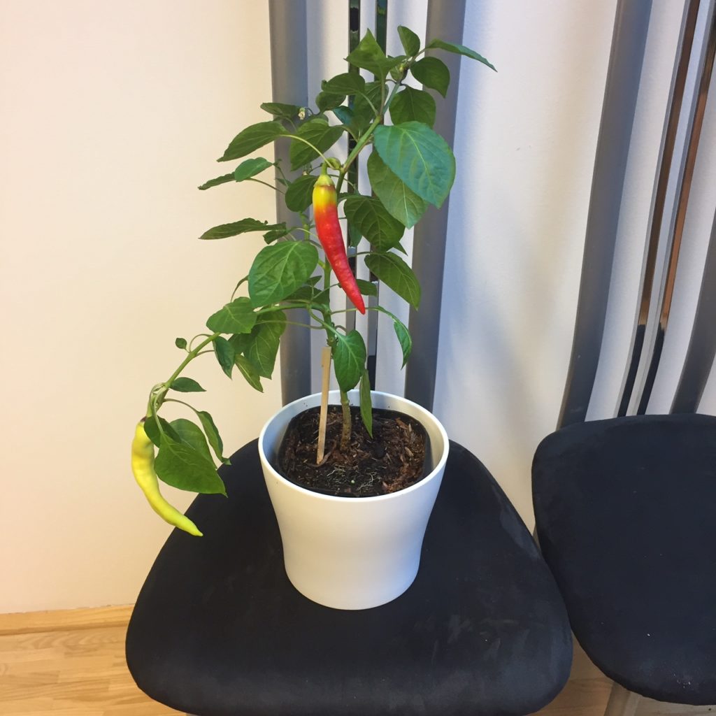 Chilipflanze