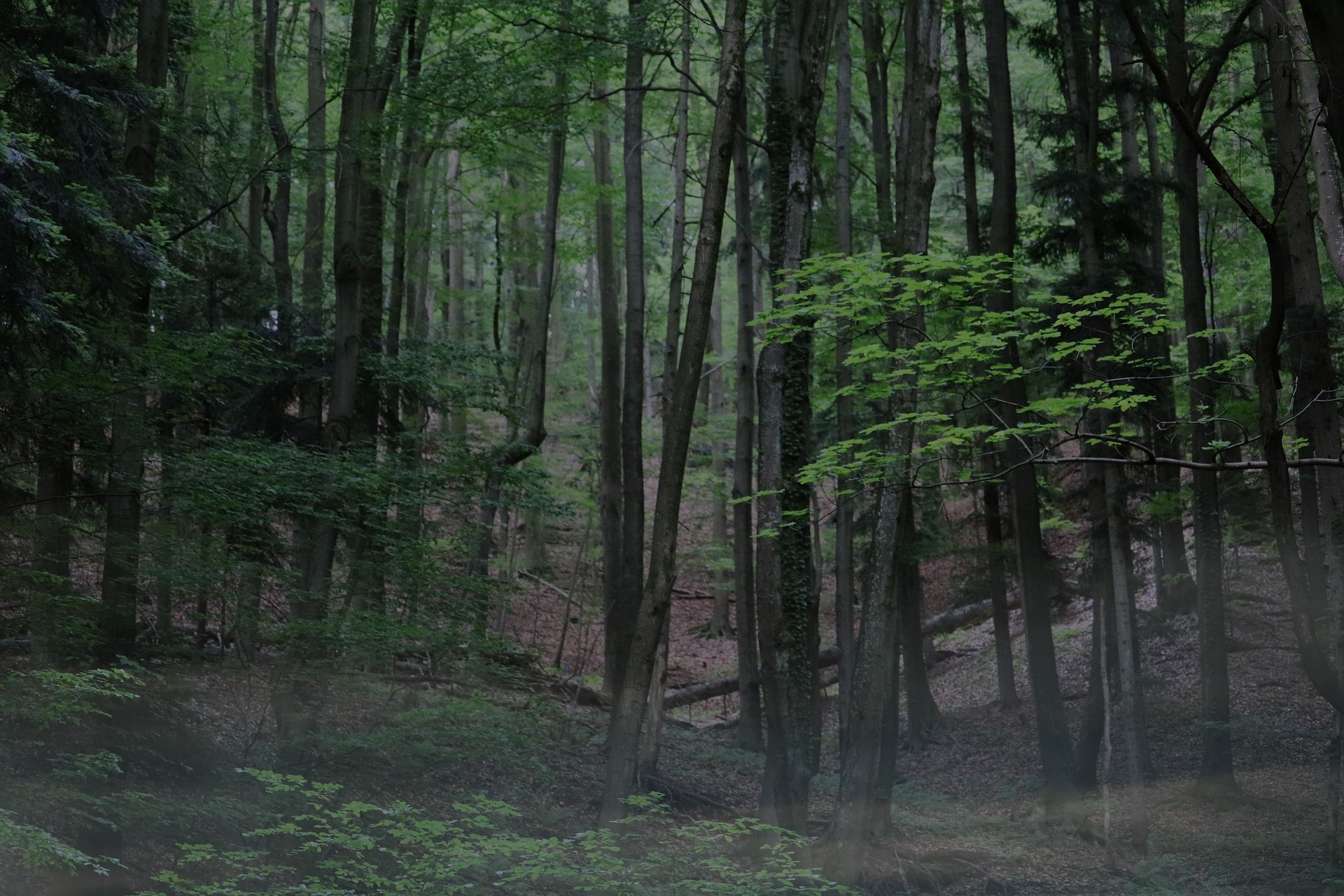 Bild: Wald, Naturverbundenheit (c) Fleimax
